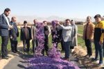 برداشت ۱.۹ تن زعفران از مزارع شهرستان مرند