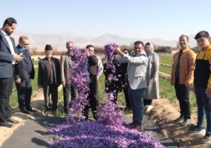 برداشت ۱.۹ تن زعفران از مزارع شهرستان مرند