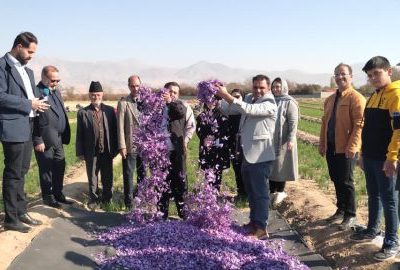 برداشت ۱.۹ تن زعفران از مزارع شهرستان مرند